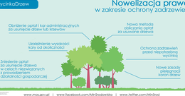Ilustracja: NOWE ZASADY WYCINANIA DRZEW, KRZEWÓW I OCHRONY ZIELENI