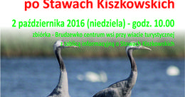Ilustracja: Europejskie Dni Ptaków