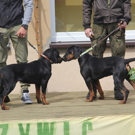 Zdjęcie z galerii: 2015-06-16; PIKNIK MYŚLIWSKI ŁAGIEWNIKI KOŚCIELNE